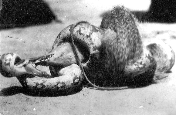  Glenn Garrelts' India 