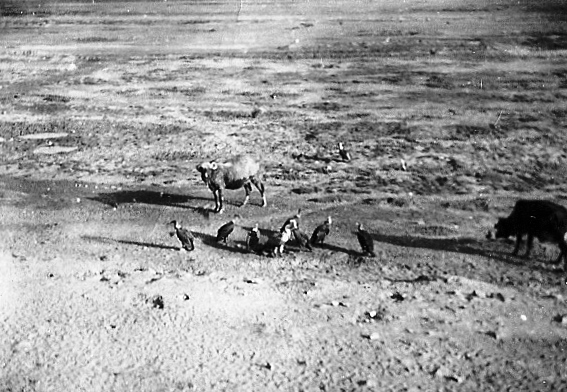  Glenn Garrelts' India 