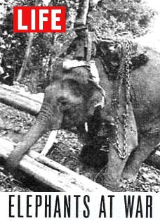  Elephants At War In Burma 