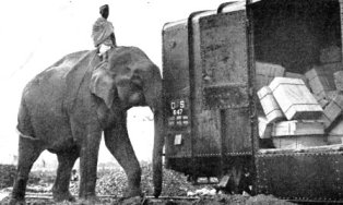  Elephant workin' on the railroad 