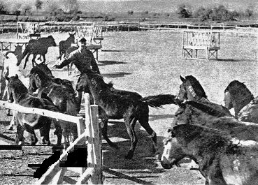  GI Horse Traders 