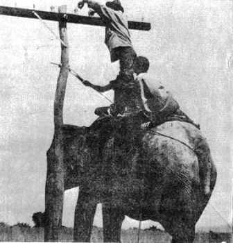  Signal Sahibs 